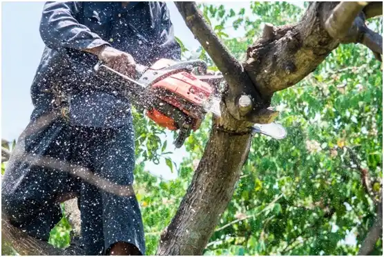 tree services Henry Fork